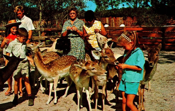 Floridaland - Vintage Postcard (newer photo)